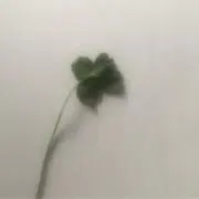 a ＊ 断捨離中の画像