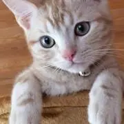 うたの画像
