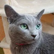 cha☆chaの画像