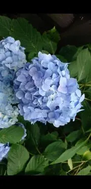 ブルーmkの画像