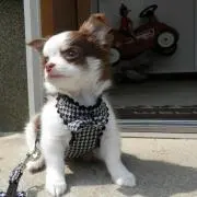 Pipiの画像