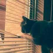 はるちゃんの画像