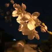 マロン