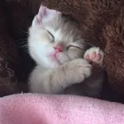 えみ☺︎(ワンピースカード引退します)の画像