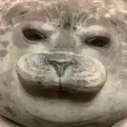 ザクの画像