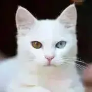 ねこの画像