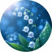 カノンの画像