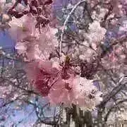 ゆい　プロフ必読！の画像