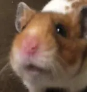 さちこの画像