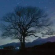 noranの画像