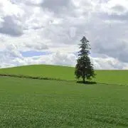 ひょの画像