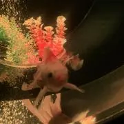 ひぃ　(ご不明点はプロフ確認ください)の画像