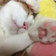 しろの画像