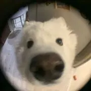 ひ