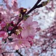 イチゴ2の画像