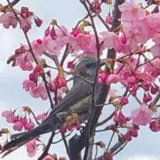 みやの画像