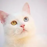 リユースメインまろんの画像