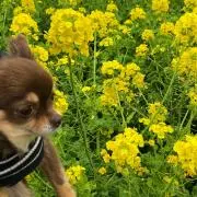 まみまみの画像