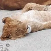 ゆーら