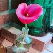 らぷるの画像