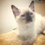 バビー