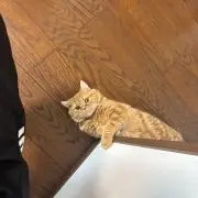 しもゆう