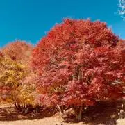 南野の画像
