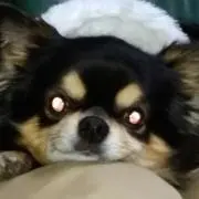 ハゲマの画像