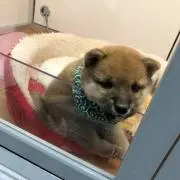 トマト