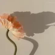 みぃの画像