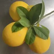 naokoの画像