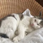 teacatの画像