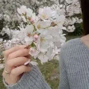 さくらの画像