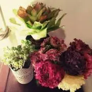 ☆ぼに☆