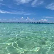 りんごの画像