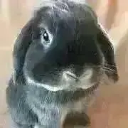 ニコルの画像