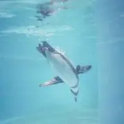 17の画像