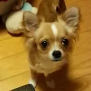 プリン