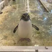 Fの画像