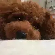 うめさん