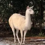 たぬきたぬきの画像