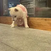 くろすけの画像
