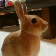 きたの画像