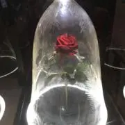 のんの画像