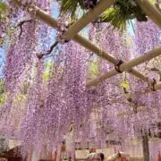ニコニコぽんの画像