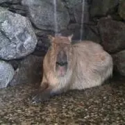 でん