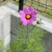a.の画像