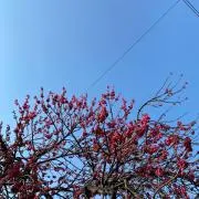みかりくの画像