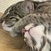 いちいちよんの画像