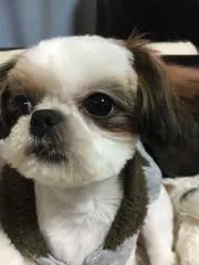 大福